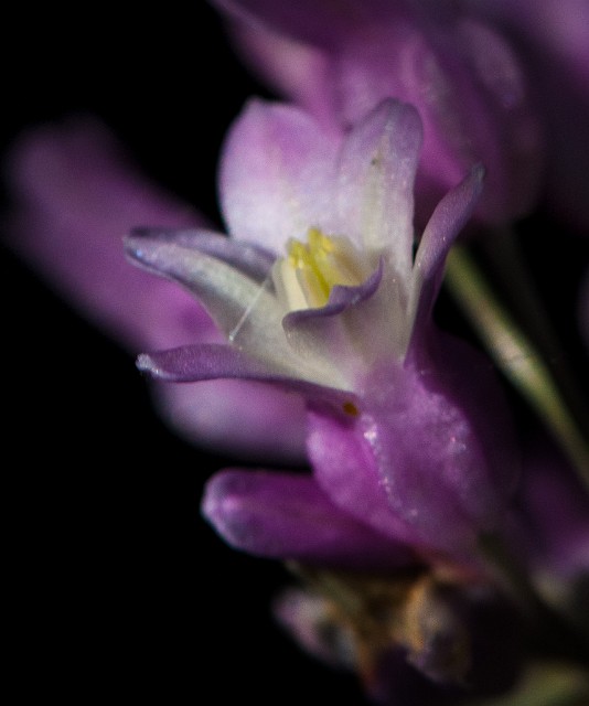 Dichlostemma volubile -  Twining Snakelily 11-4089a.jpg